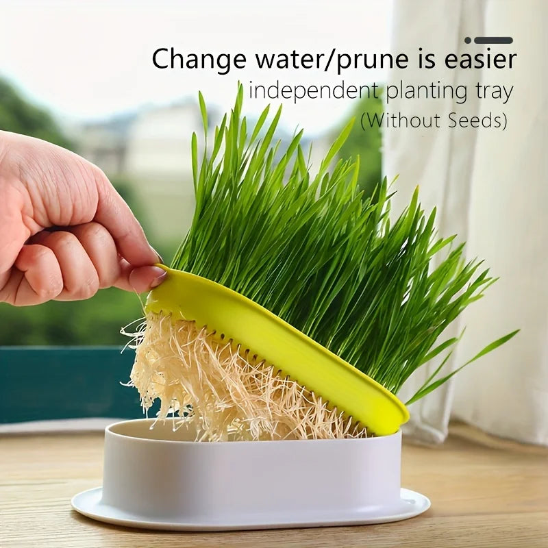 Hydroponic Cat Grass Pot Non-Toxic, Enhances Digestion, Reduces Hairballs Catnip grass